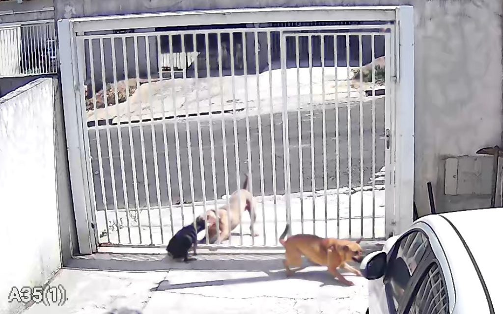 Polícia Civil responsabiliza tutor de pitbull que atacou cães em Ponta Grossa
